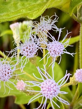  Macro shot of light purple wild flowers with