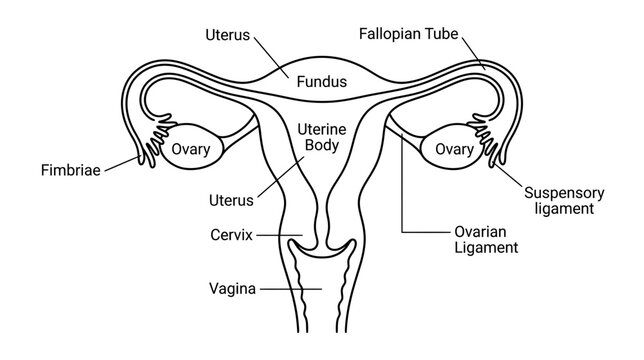 Female Reproductive System Anatomy Diagram: Uterus, Ovaries, Fallopian Tubes