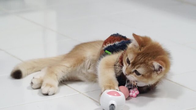 Playful kitten with brown and white fur, pink nose, and white paws lying on white tile floor, wearing colorful sweater and flower collar, biting pink toy, relaxed and curious indoor cat pet scene