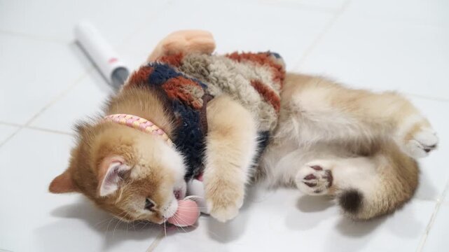 Playful brown tabby kitten with fluffy fur and pink collar lying white tile floor, biting plush toy mouse, relaxed and adorable pet animal cozy indoor atmosphere, cute domestic cat enjoying playful