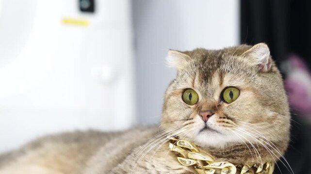 Scottish fold cat with golden fur and green eyes wearing chunky gold chain necklace, luxury pet feline animal, adorable fluffy brown cat relaxed indoor, stylish collar, closeup, pampered domestic