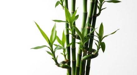 Obraz premium Healthy green lucky bamboo stalks in a cluster isolated on a clean white background with bamboo plant care botanical isolated gardening decoration houseplant freshness vertical