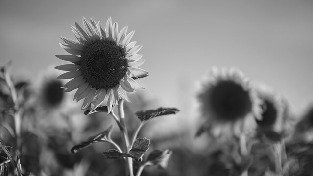 Sonnenblumenfeld vor blauem Himmel