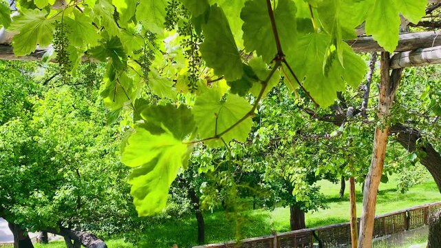 green leaves in the garden