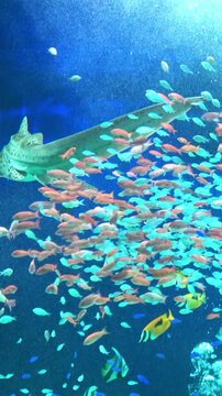Vertical shot of the Zebra Shark and many tropical fish swimming underwater. Stegostoma Fasciatum. 4K 