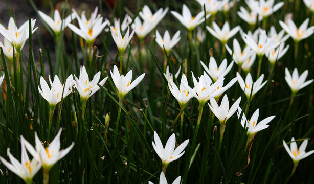 Closeup view of a dense bed of white rain lilies blooming beautifully.
