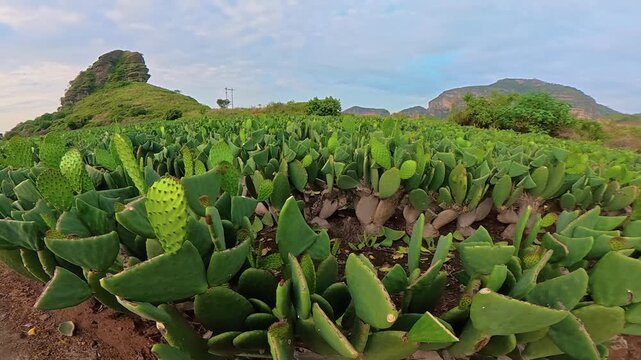 Timelapse of a nopal cactus plantation in tlayacapan morelos mexico