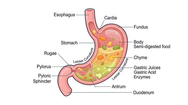 Human Stomach Anatomy Diagram with Digestion Process and Labels