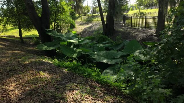 Lush tropical vegetation featuring giant elephant ear plants growing along a shaded woodland creek beneath mature oak trees. Natural Florida landscape with dense greenery, peaceful forest atmosphere,