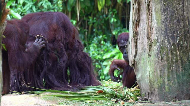 Close up shot of two orangutans gather around the alpha.