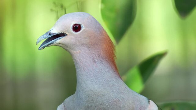 A Green Imperial Pigeon (Ducula aenea) perched on a branch, calling in a lush forest, close up shot.