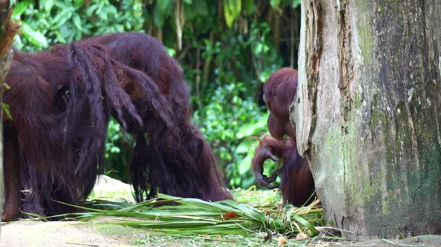 Two orangutans gather around the alpha, close up shot.