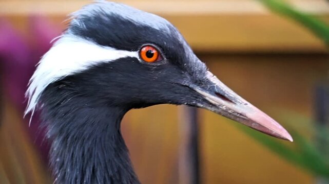 grey crowned crane