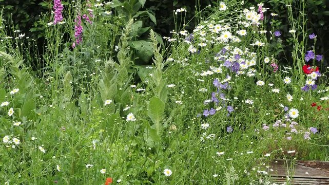 Mixed flower border in summer with oxeye daisies,foxgloves,
campanulas and mulleins