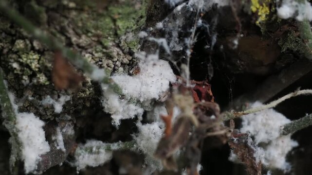 Woolly aphids clustered on a woody stem, feeding on sap beneath a fluffy white wax layer.