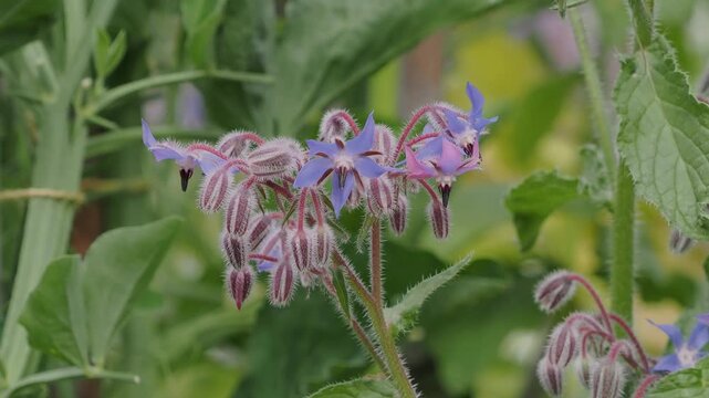 Fresh borage (Borago officinalis) plant with clusters of blue edible flowers and hairy green foliage photographed in natural daylight.
