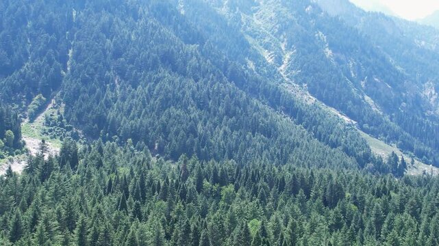Dense Himalayan deodar forest covering the mountains of Panjkora Valley, Upper Dir District, Pakistan