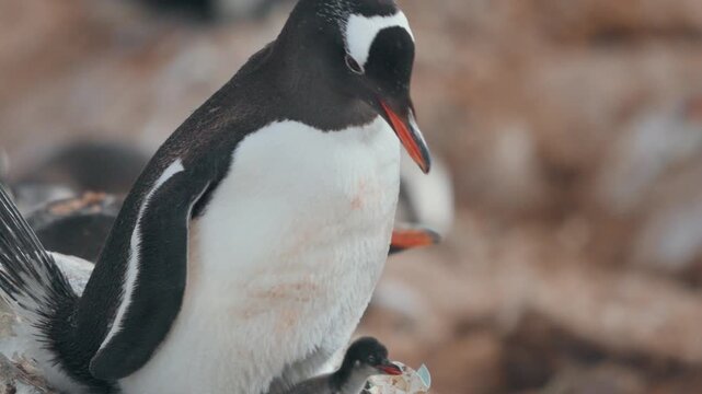 Adult gentoo penguin bends close over small chick resting near broken eggshell on nest