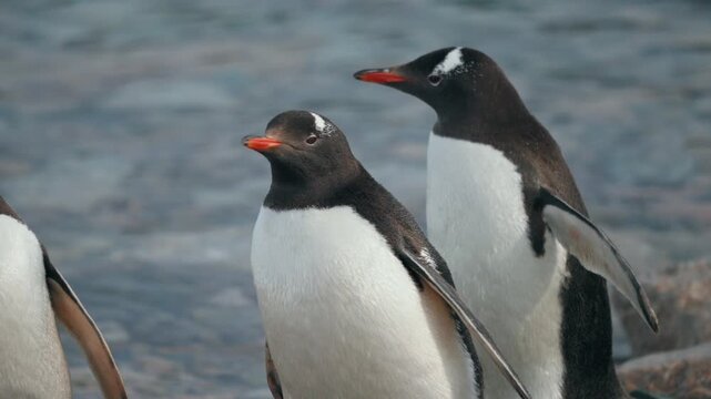 Gentoo penguins Pygoscelis papua standing on rocks near Antarctic shoreline, looking around, with blurred ocean water in background
