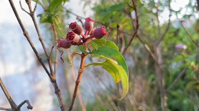 Wild Karamunting Fruits on Rhodomyrtus tomentosa Shrub