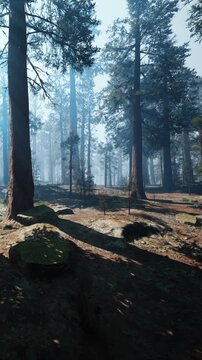 Tall trees stand in a forest with sunlight filtering through the branches. The ground is covered in rocks and fallen leaves. A mist hangs in the air, creating a soft and quiet atmosphere.