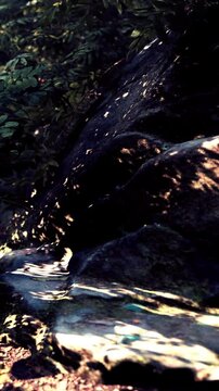 Bright sunlight filters through leaves and casts shadows on a large rock. The surroundings are green with plants and trees, creating a natural scene in the forest.