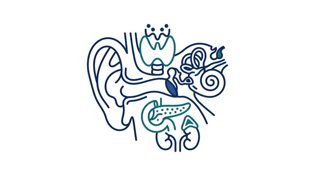 Anatomical Illustration of Human Endocrine System Organs and Ear