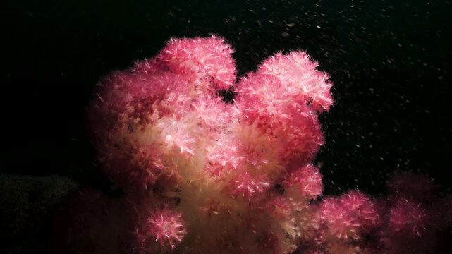 Macro close-up of delicate pink soft coral moving in the dark ocean current at night. Shot with strategic rim lighting to highlight the translucent edges