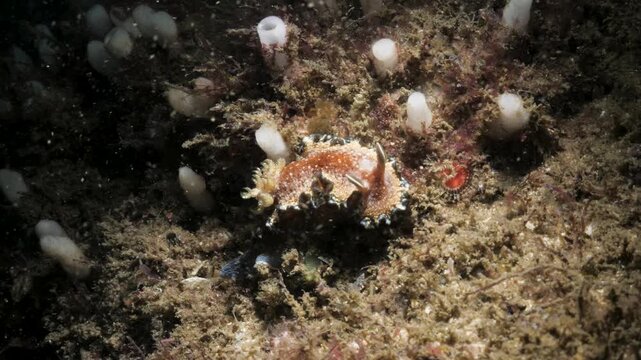 A vibrant, multicolored nudibranch slowly glides across a coral reef, dramatically illuminated by the moving beam of a scuba diver's underwater torch.