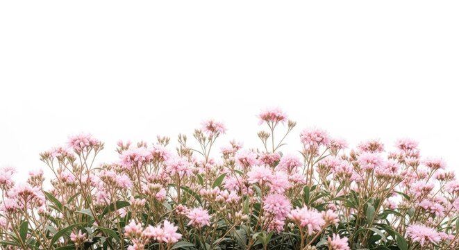 Pink and white flowers with green stems and leaves against a white background pink flowers green leaves