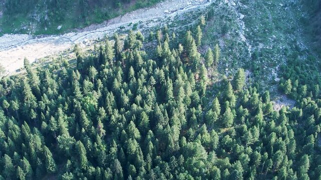 Dense Himalayan deodar forest covers the slopes of Panjkora Valley in Upper Dir, Pakistan