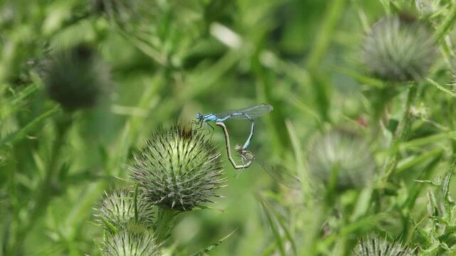 A pair of Damselflies mating in early Summer. UK