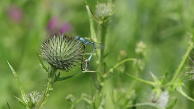A pair of Damselflies perched on a Thistle as they mate. Summer. UK
