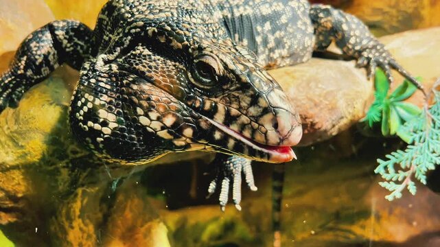 A close-up shows a tegu lizard with its forked tongue extended. Ideal for wildlife documentaries, pet care brands, reptile terrarium ads, and educational biology content.