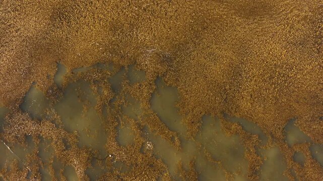 Top-down steady drone shot of dense sargassum covering shallow seawater, with subtle movement in the water and seaweed creating a striking coastal environmental texture.