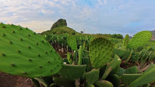 Mexican nopal cactus field timelapse in tlayacapan