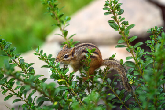 Curious Eastern Chipmunk Foraging and Reaching into Lush Green Shrub