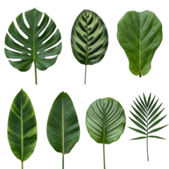 Set of various tropical houseplant leaves isolated on white background © Sumaiya3