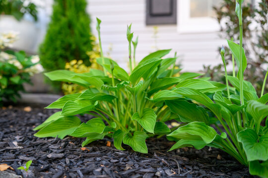 Green hosta plants with flower stalks growing in dark garden mulch. Suburban landscaping and curb appeal close-up.