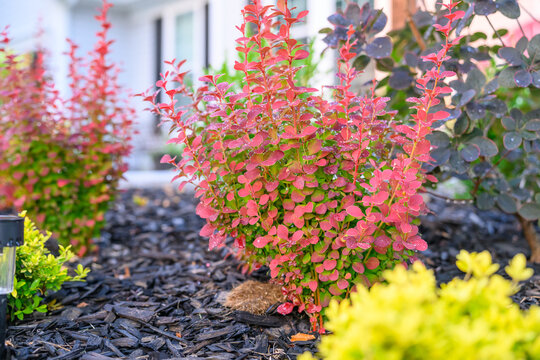 Red Rocket Barberry Shrub in a Professionally Landscaped Garden Bed