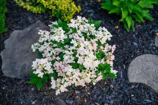 High-Angle Close-Up of Panicle Hydrangea Flowers with White and Lime Green Blooms. Early evolution shrub