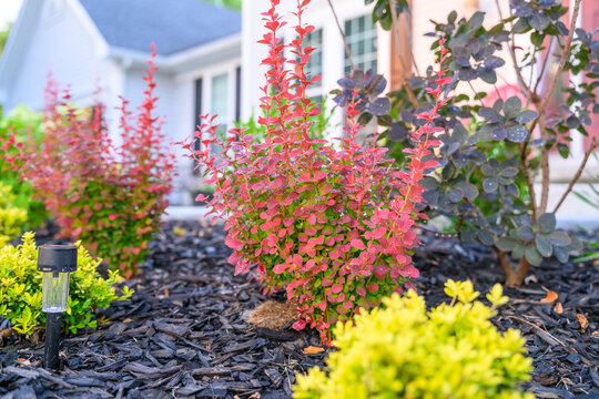 Red Rocket Barberry Shrub in a Professionally Landscaped Garden Bed