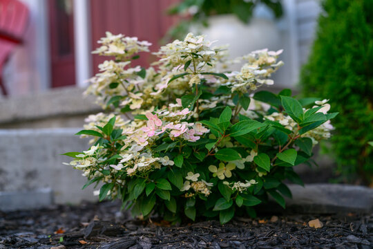High-Angle Close-Up of Panicle Hydrangea Flowers with White and Lime Green Blooms. Early evolution shrub