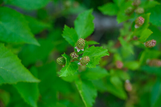 Unripe green blackberries growing on a wild bush with lush green foliage. Close-up view of raw, developing summer berries.