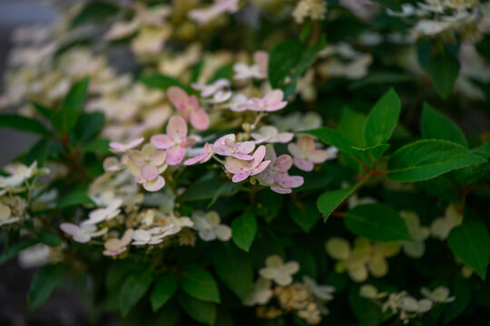 High-Angle Close-Up of Panicle Hydrangea Flowers with White and Lime Green Blooms. Early evolution shrub