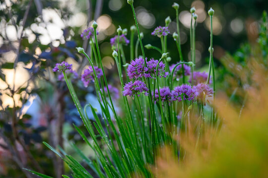 High-Angle Close-Up of Blooming Pink Allium Millennium Flowers in Dark Mulch
