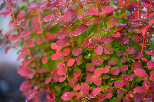 Red Rocket Barberry Shrub in a Professionally Landscaped Garden Bed