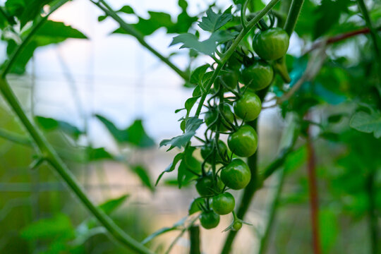 Unripe Green Cherry Tomatoes Growing on a Vine in a Backyard Garden