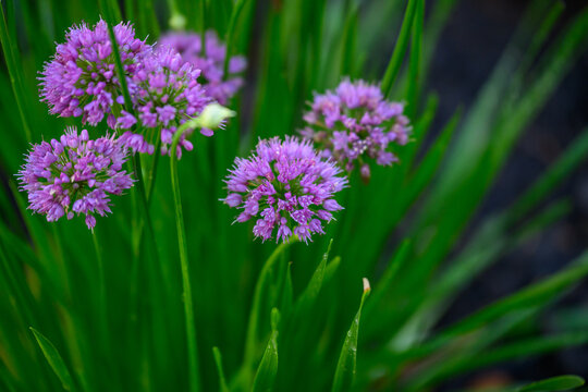 High-Angle Close-Up of Blooming Pink Allium Millennium Flowers in Dark Mulch