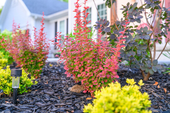 Red Rocket Barberry Shrub in a Professionally Landscaped Garden Bed